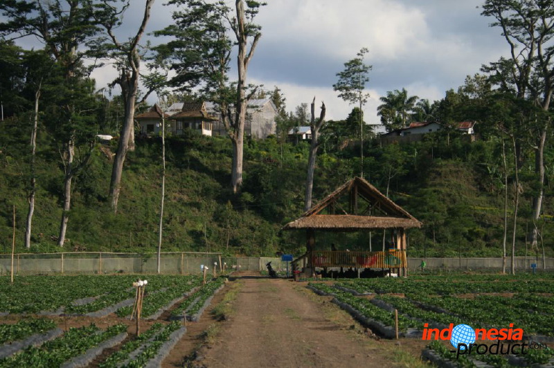 jampit-coffee-plantation-47.jpg
