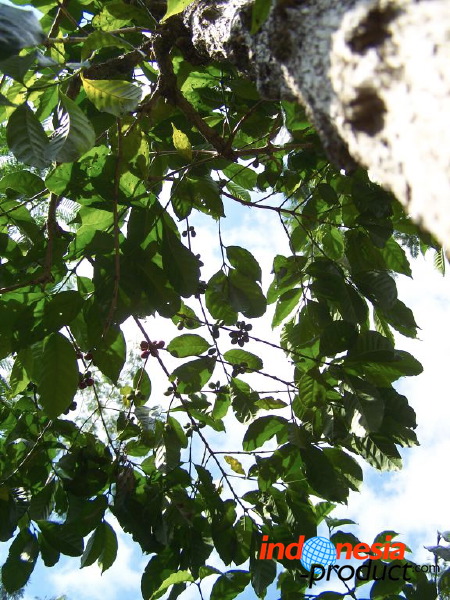 jampit-coffee-plantation-52.jpg