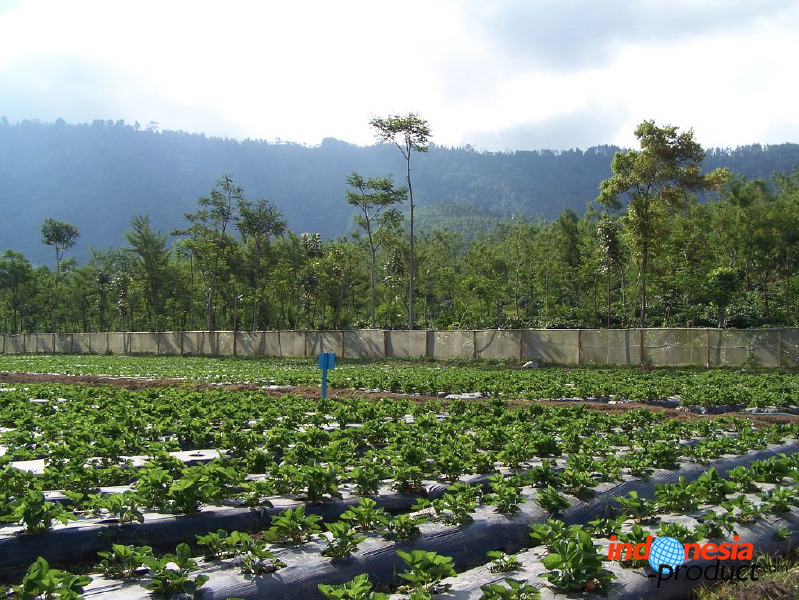 jampit-coffee-plantation-60.jpg