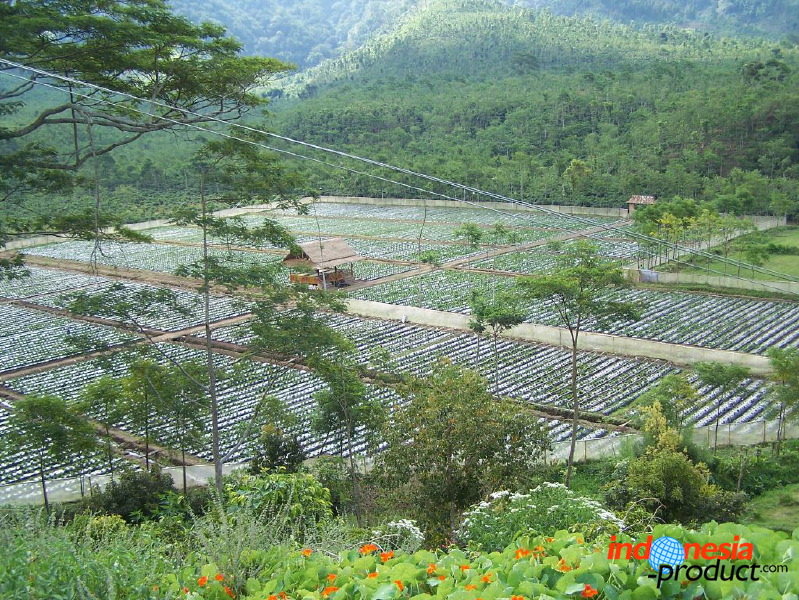 jampit-coffee-plantation-62.jpg