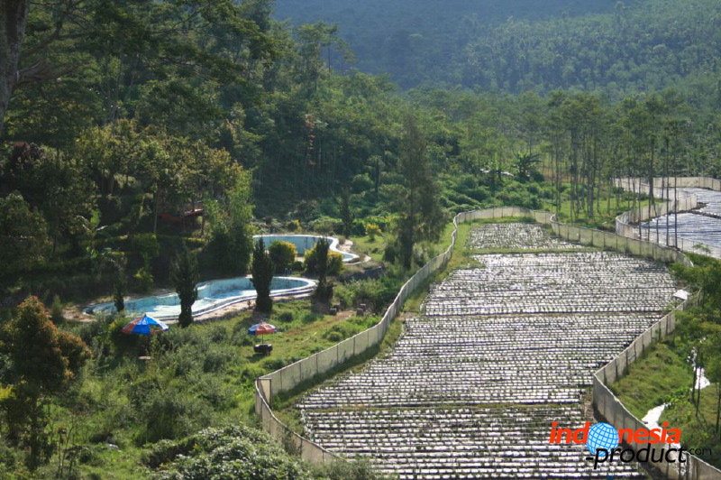 jampit-coffee-plantation-63.jpg