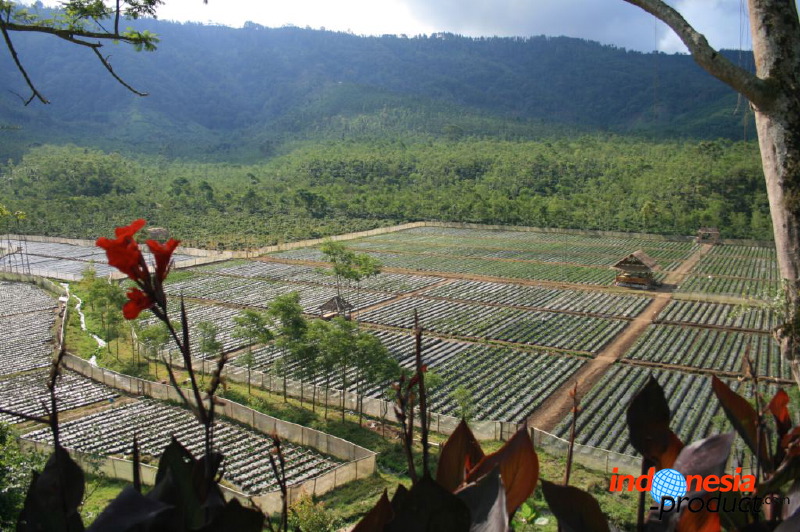 jampit-coffee-plantation-67.jpg