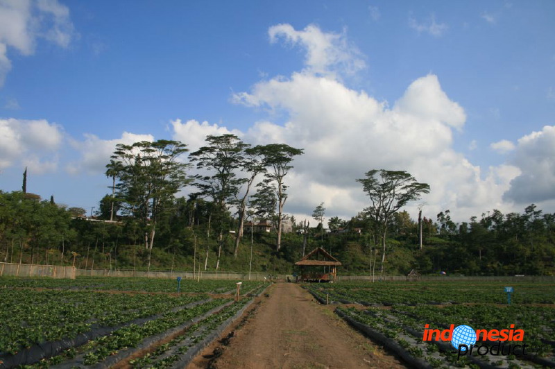 jampit-coffee-plantation-69.jpg