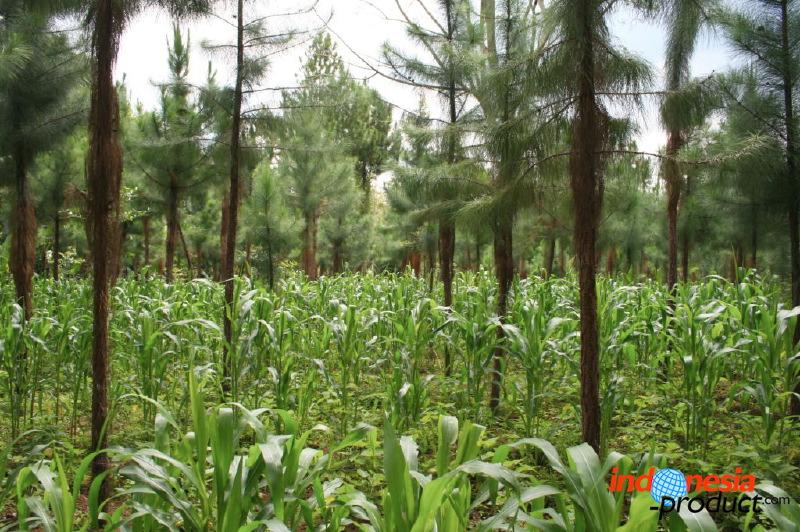 jampit-coffee-plantation-71.jpg
