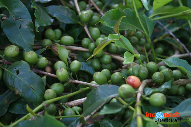 jampit-coffee-plantation-72.jpg