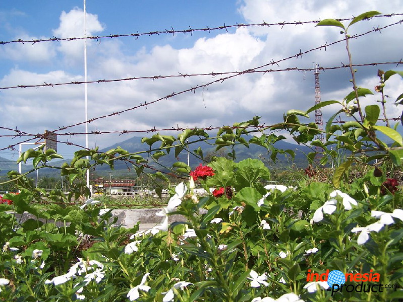 jampit-coffee-plantation-74.jpg
