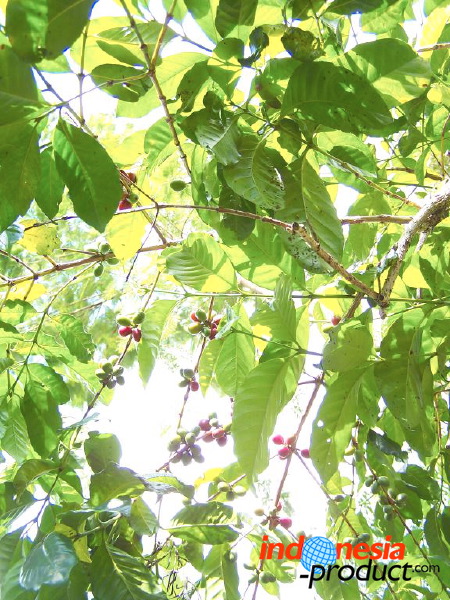 jampit-coffee-plantation-75.jpg