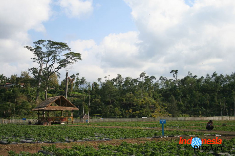 jampit-coffee-plantation-78.jpg