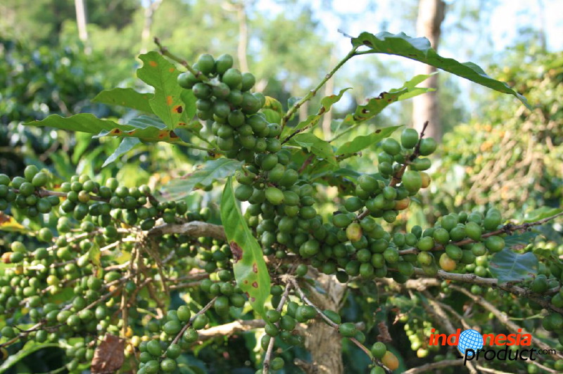 jampit-coffee-plantation-81.jpg