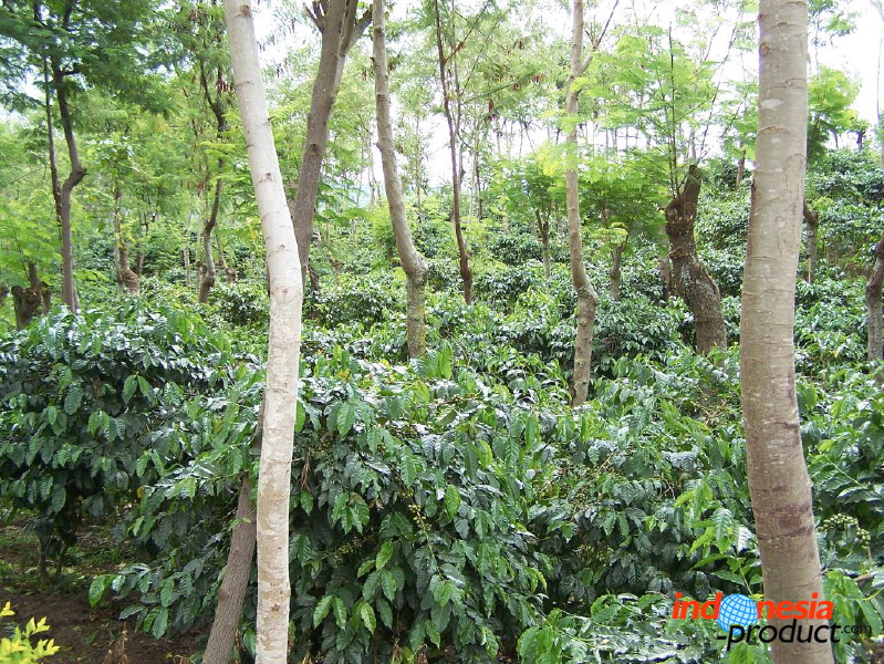 jampit-coffee-plantation-83.jpg