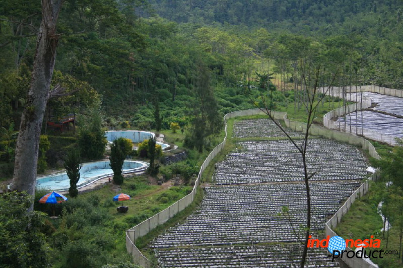 jampit-coffee-plantation-87.jpg