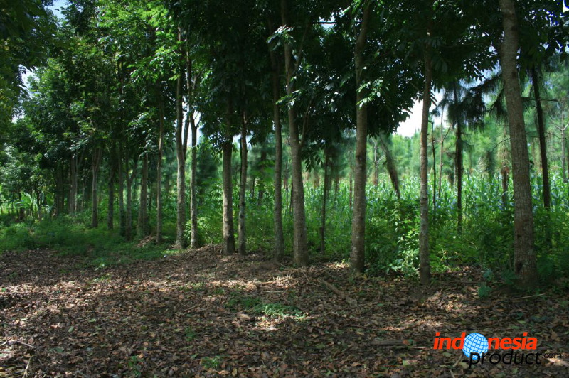 jampit-coffee-plantation-88.jpg
