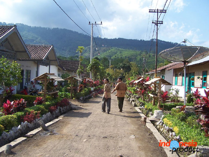 jampit-coffee-plantation-89.jpg