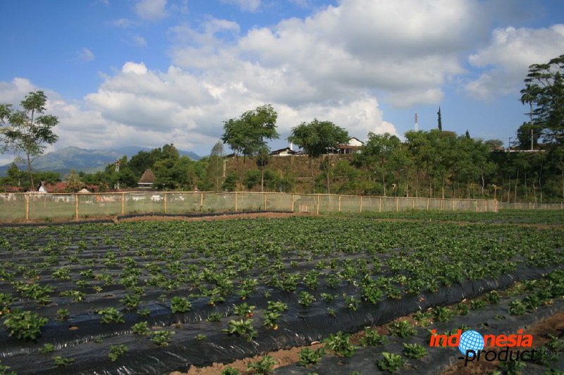 jampit-coffee-plantation-90.jpg