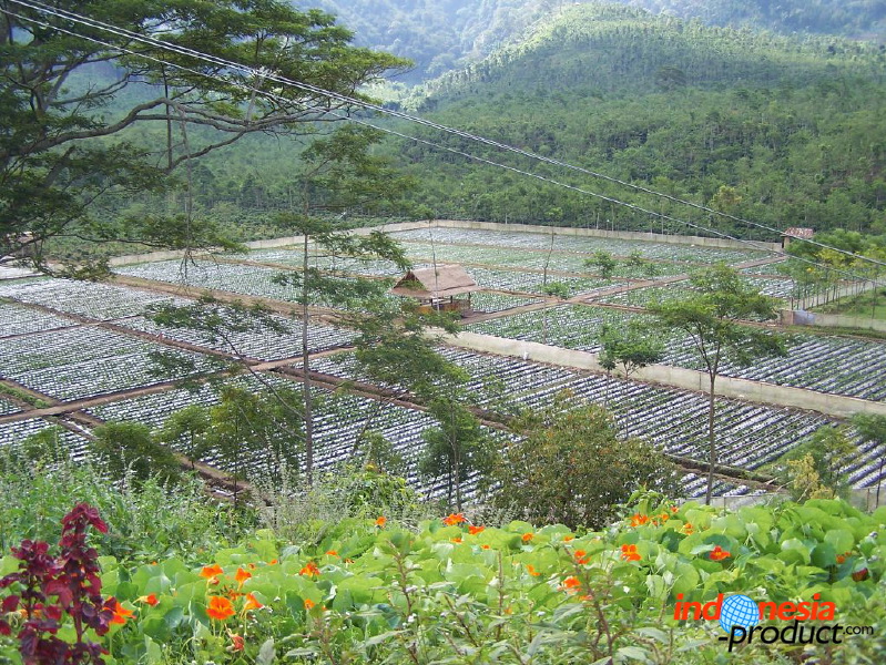 jampit-coffee-plantation-92.jpg
