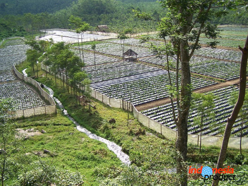 jampit-coffee-plantation-95.jpg