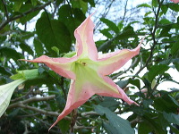 batu-decorative-plants-13