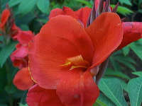 batu-decorative-plants-14