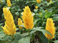 batu-decorative-plants-15