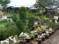 batu-decorative-plants-16