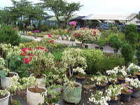 batu-decorative-plants-17