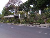 batu-decorative-plants-18