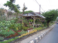 batu-decorative-plants-19