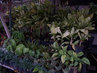 batu-decorative-plants-20
