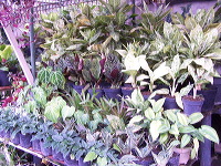 batu-decorative-plants-21