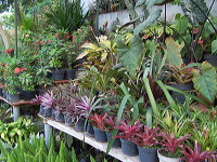 batu-decorative-plants-23