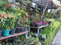 batu-decorative-plants-24