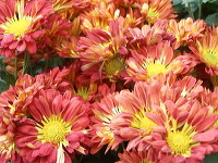 batu-decorative-plants-37