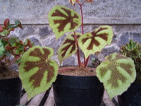 batu-decorative-plants-38