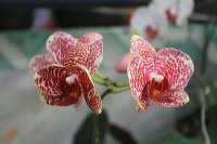 batu-decorative-plants-42