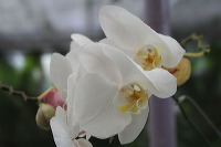 batu-decorative-plants-43