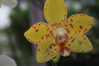 batu-decorative-plants-44
