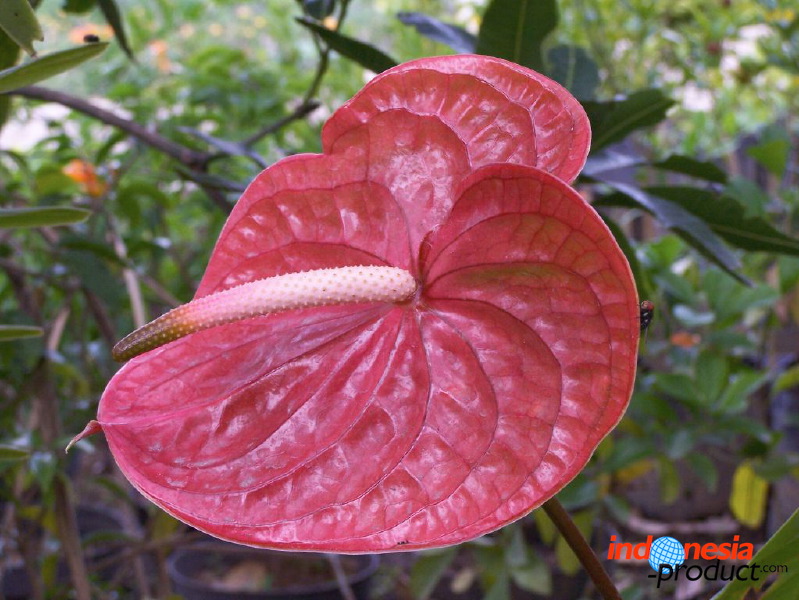 batu-decorative-plants-02.jpg