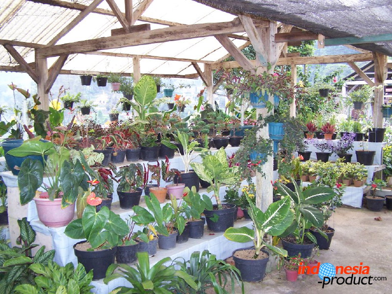 batu-decorative-plants-03.jpg
