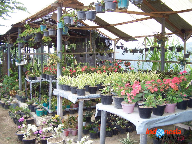 batu-decorative-plants-04.jpg