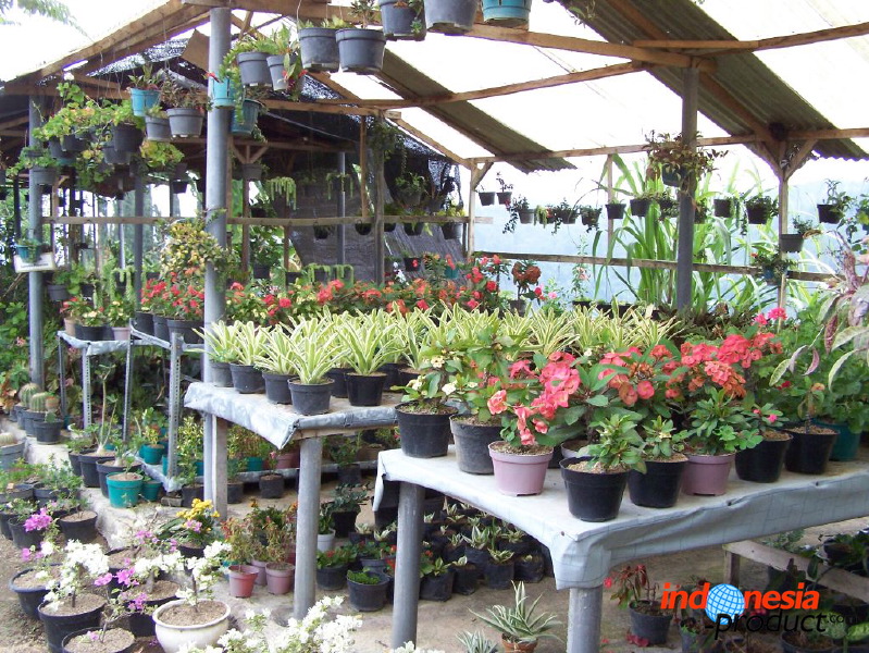 batu-decorative-plants-05.jpg