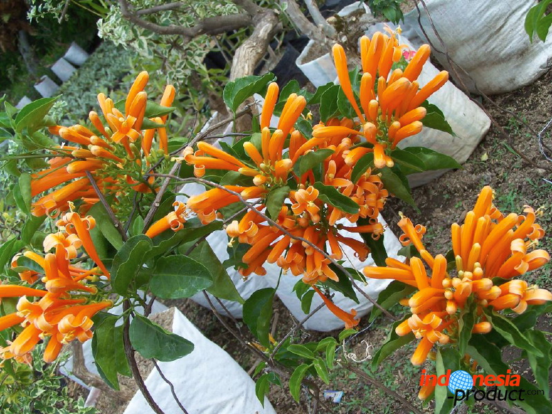 batu-decorative-plants-06.jpg