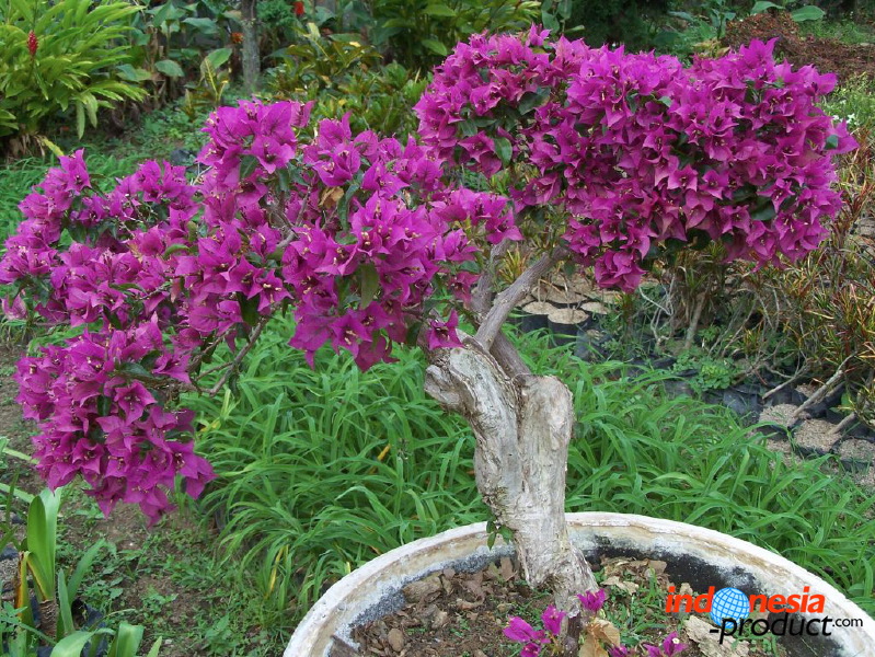 batu-decorative-plants-07.jpg