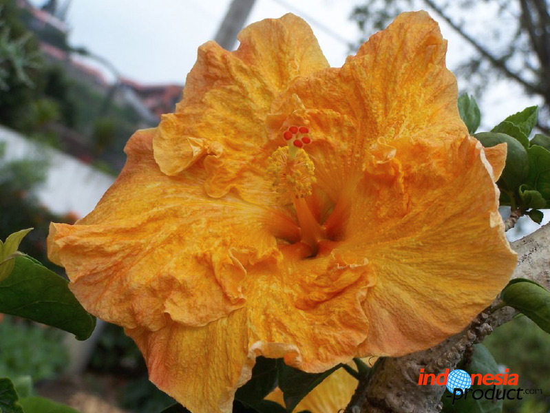 batu-decorative-plants-08.jpg