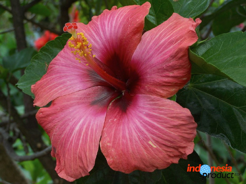 batu-decorative-plants-11.jpg