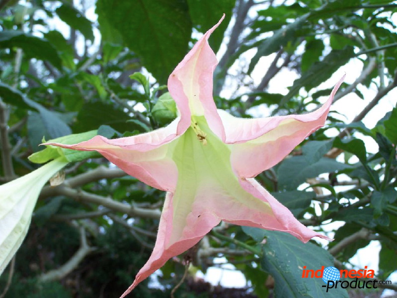 batu-decorative-plants-12.jpg