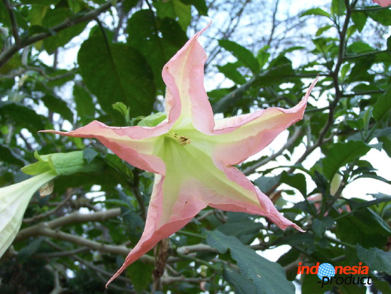 batu-decorative-plants-13.jpg