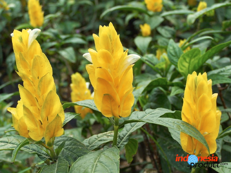 batu-decorative-plants-15.jpg