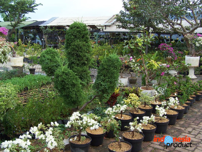 batu-decorative-plants-16.jpg