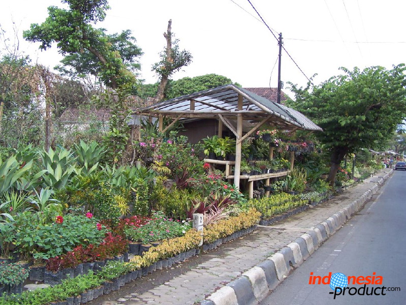batu-decorative-plants-19.jpg