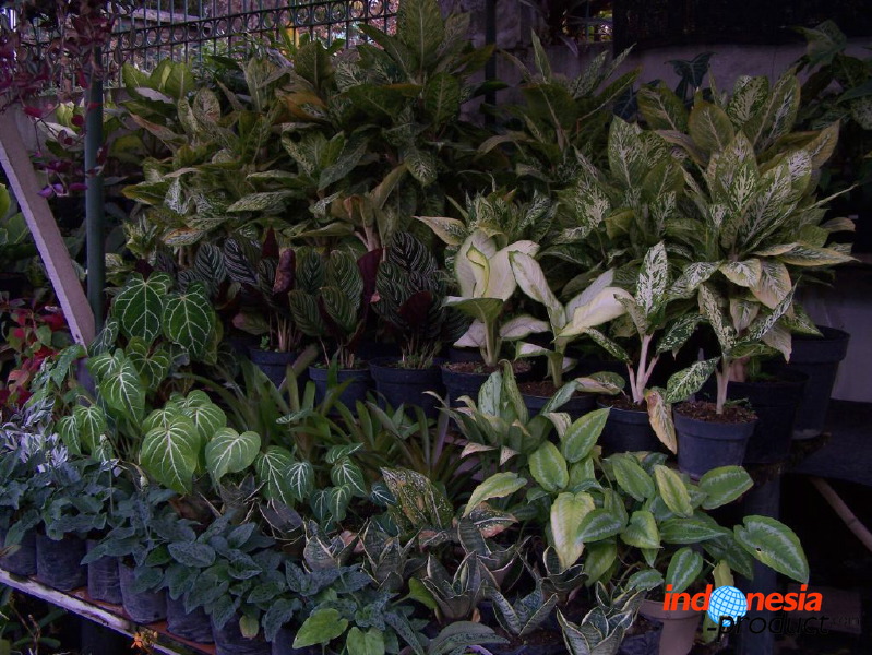 batu-decorative-plants-20.jpg